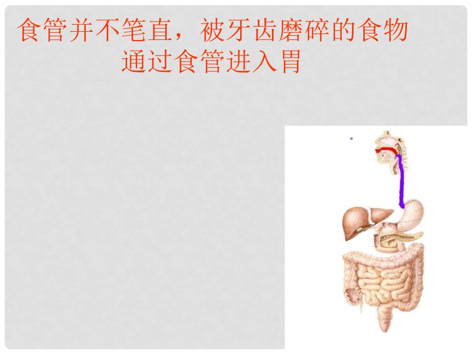 四年级科学上册 2.3《一次奇妙的旅行》课件5 大象版_第3页