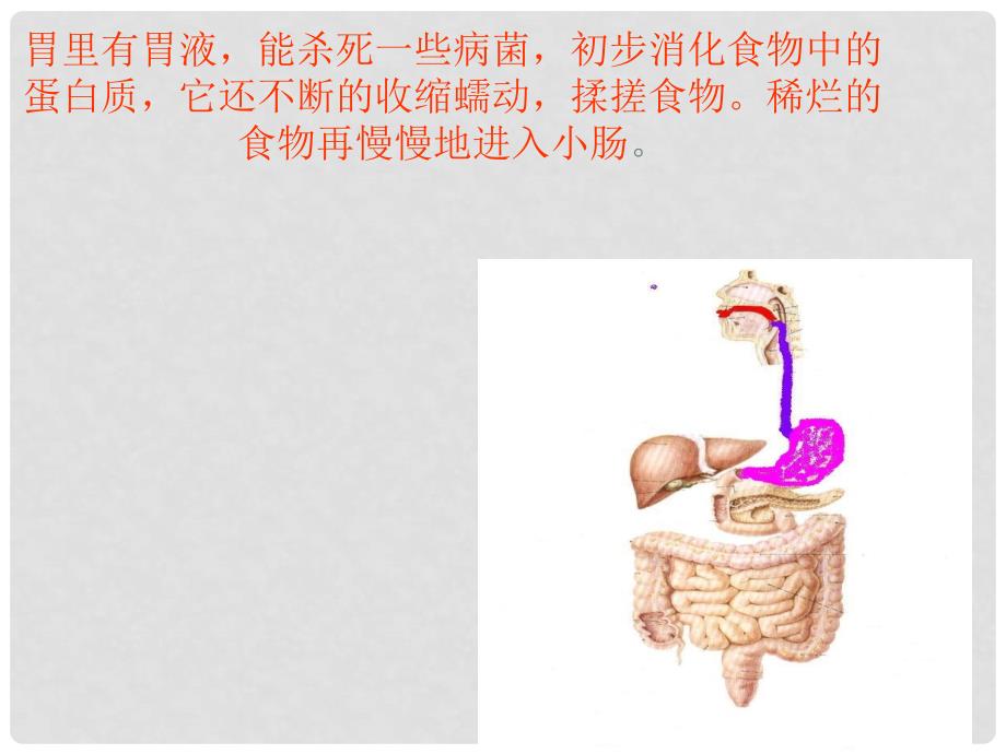 四年级科学上册 2.3《一次奇妙的旅行》课件5 大象版_第4页