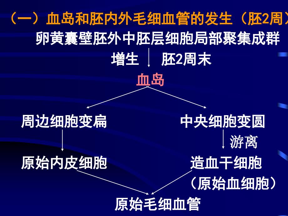 心血管系统组织胚胎学教学课件_第4页