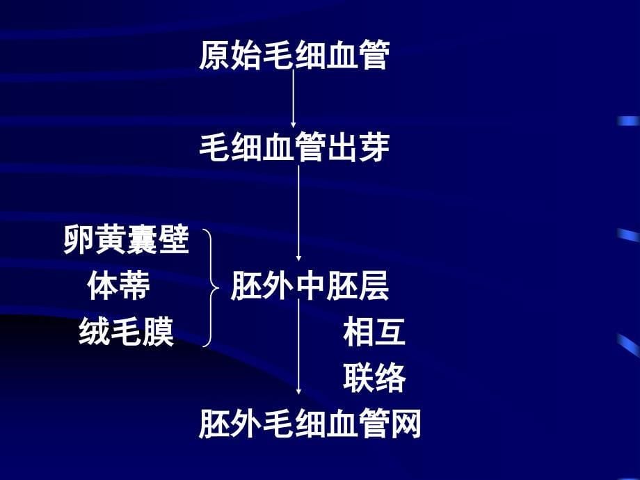 心血管系统组织胚胎学教学课件_第5页