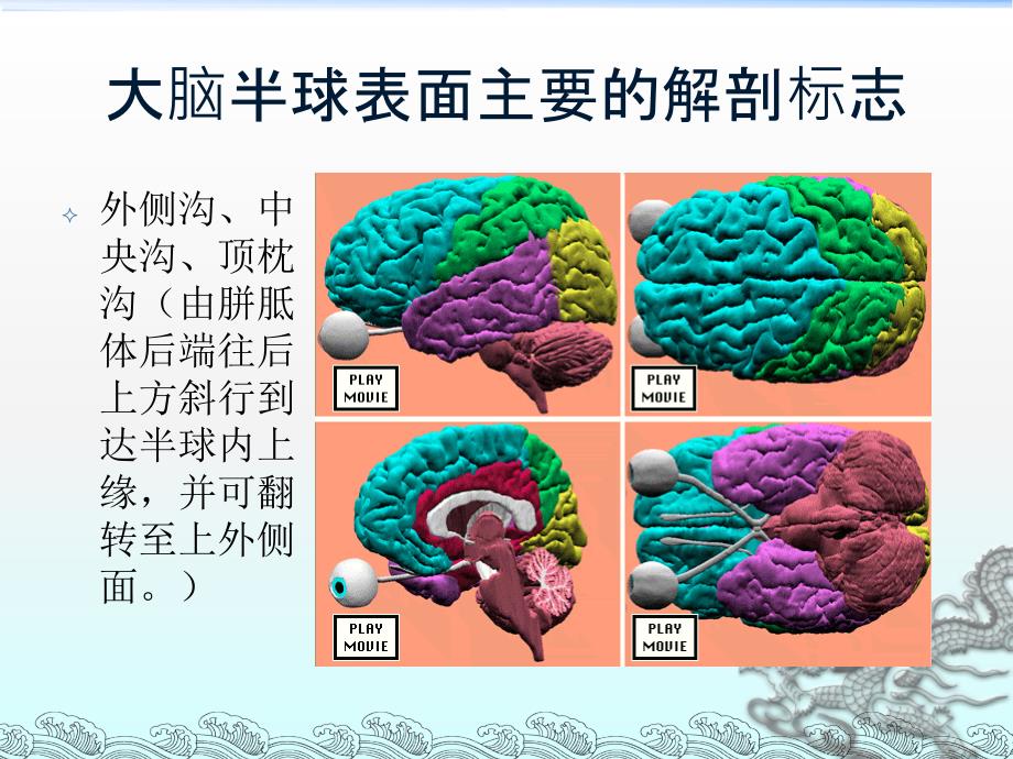 《主要脑区的结构》PPT课件_第2页