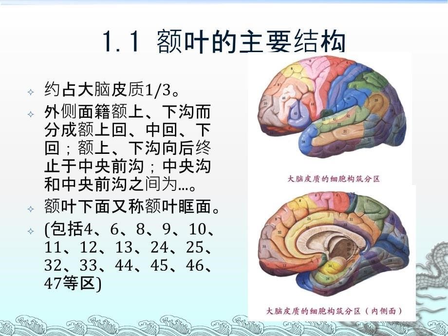 《主要脑区的结构》PPT课件_第5页