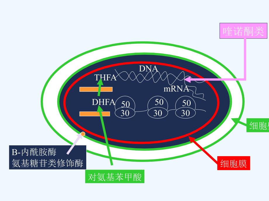 北京协和医院感染内科ppt课件_第2页