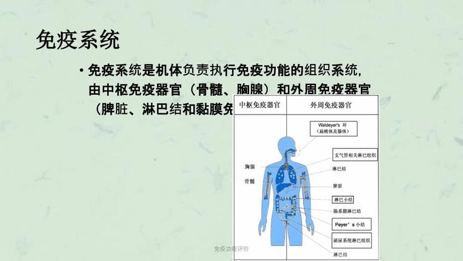 免疫功能评价课件_第5页