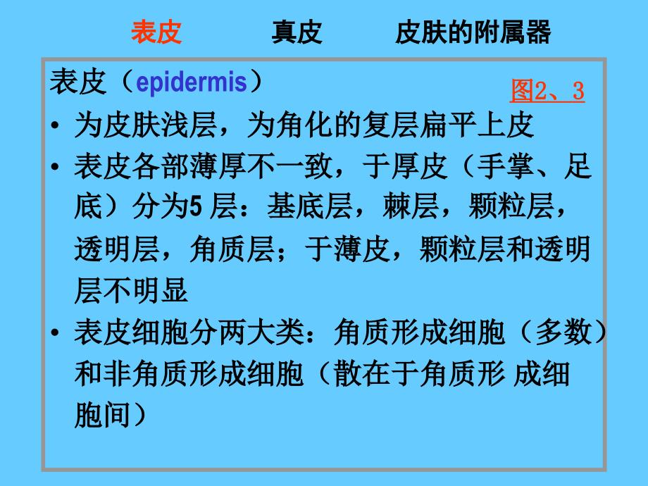 组织学与胚胎学11皮肤课件_第3页