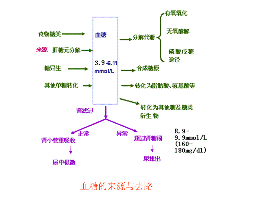 第五章糖代谢_第3页