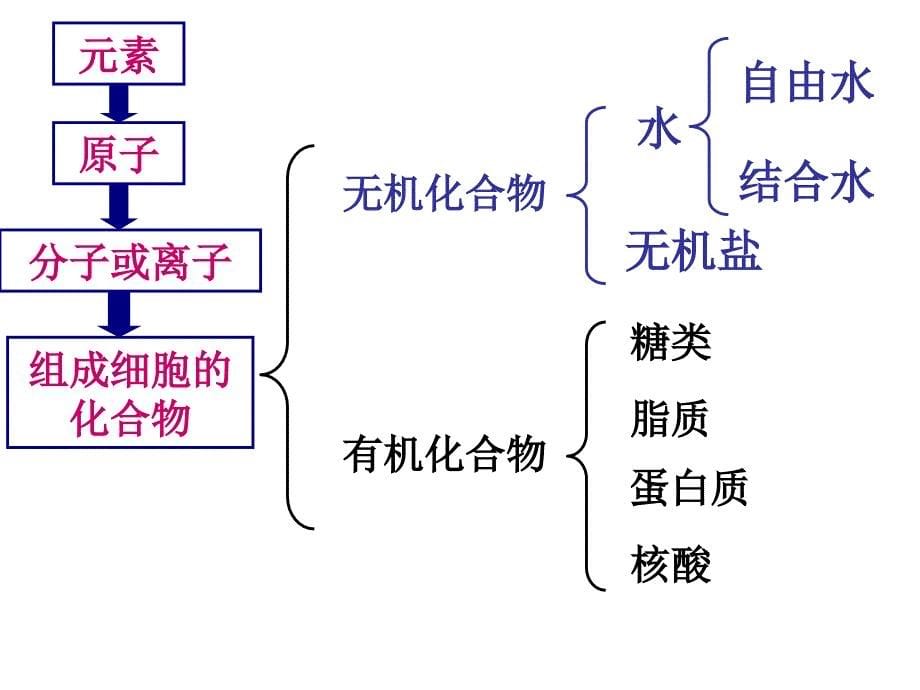 人教版生物必修一第二章复习_第5页