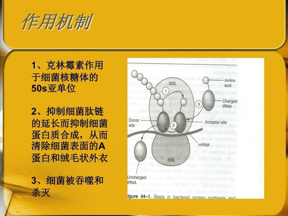 盐酸克林霉素注射液.ppt_第5页