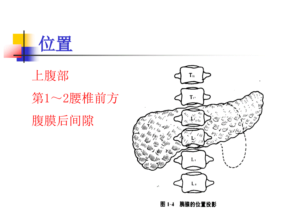 《急性胰腺炎》ppt课件_第2页