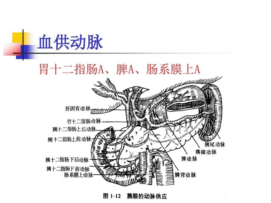 《急性胰腺炎》ppt课件_第5页