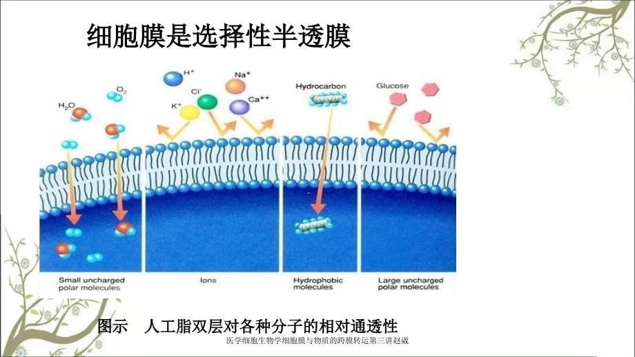 医学细胞生物学细胞膜与物质的跨膜转运第三讲赵崴_第5页