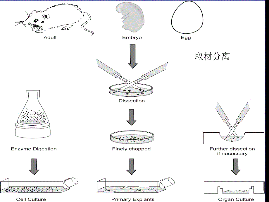 细胞工程动物组织和细胞的培养_第4页