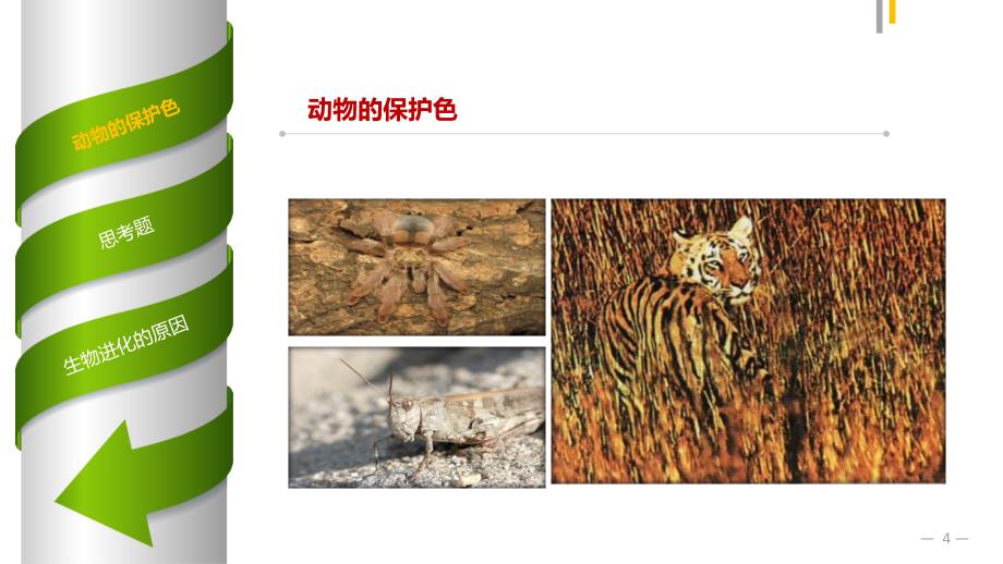 人教版八下第三章第三节生物进化的原因共14张PPT_第4页