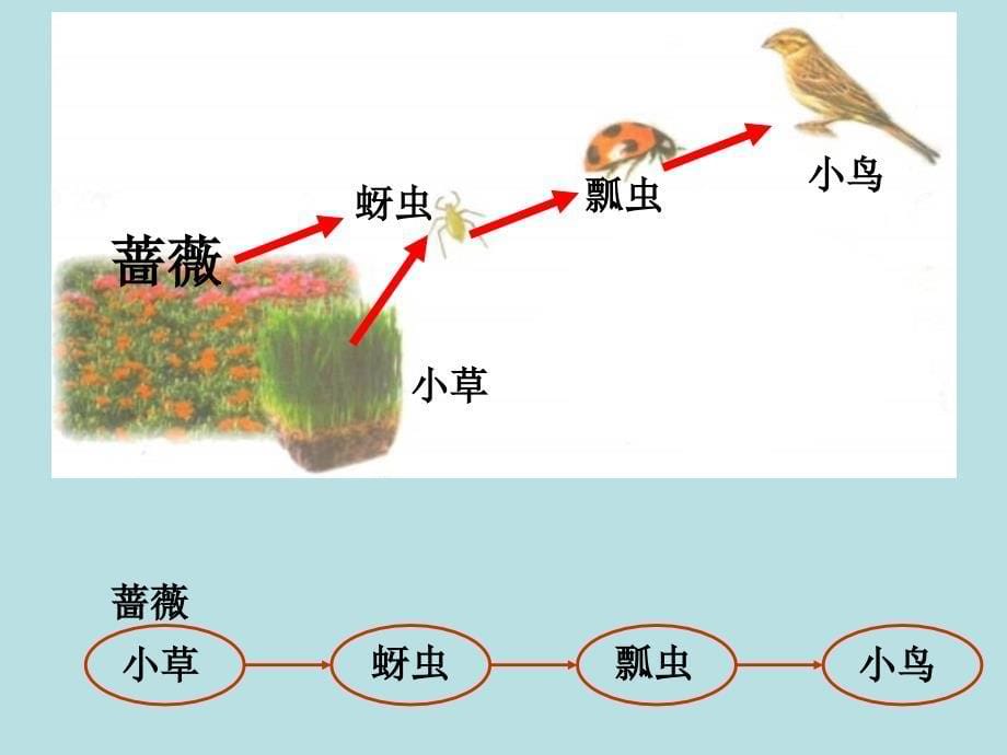 五年级上册科学课件1.5食物链和食物网教科版共21张PPT_第5页