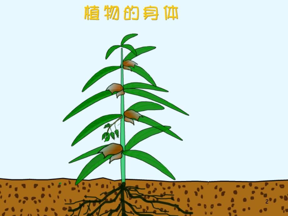 植物的身体课件_第2页