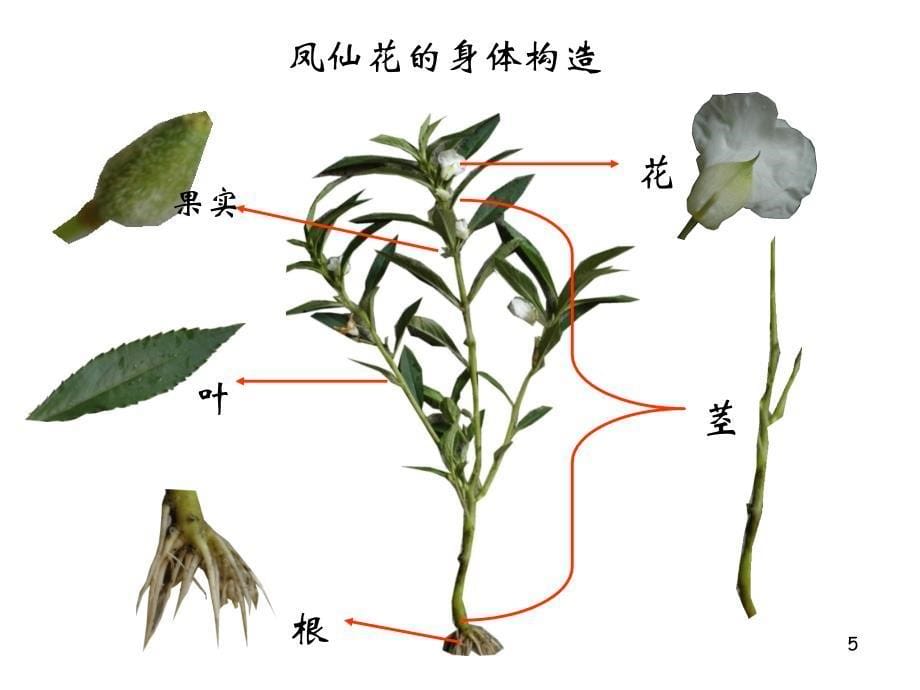 植物的身体课件_第5页