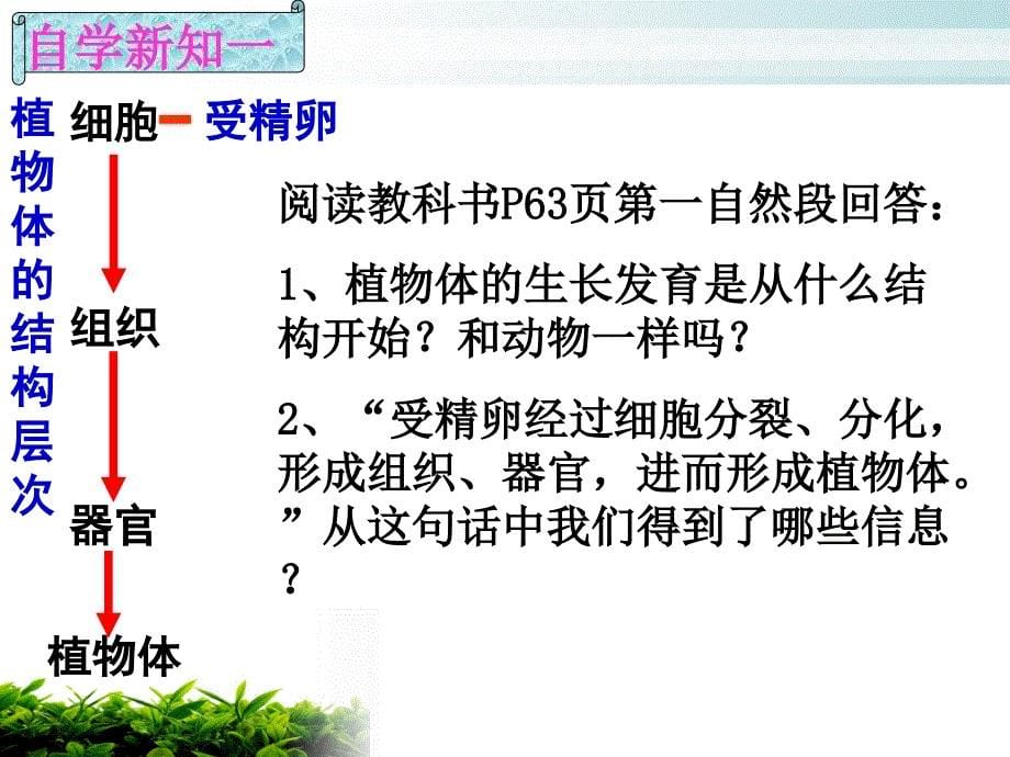 新人教版10植物体的结构层次讲课_第5页