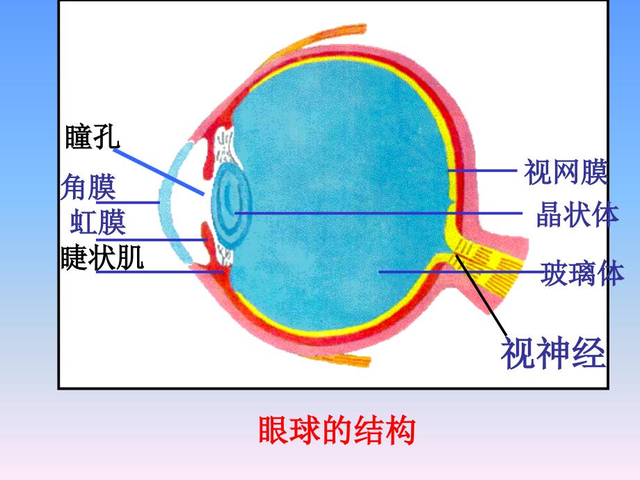 照相机与眼睛视力的矫正_第3页