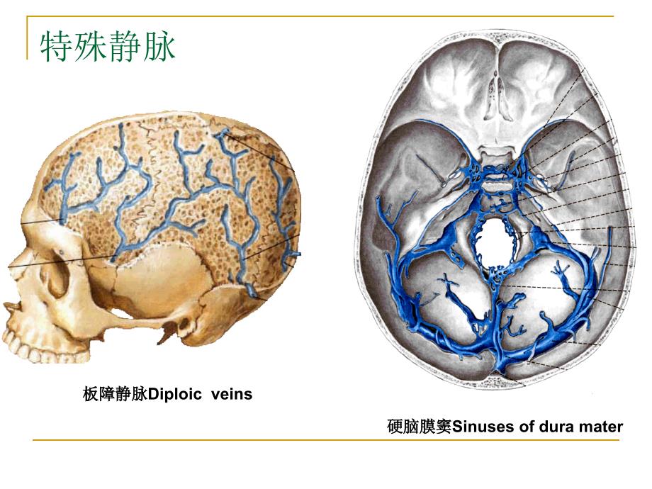 《静脉淋巴》课件_第4页