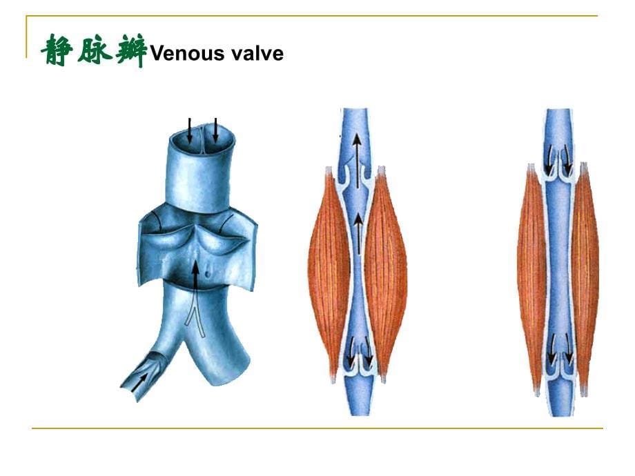 《静脉淋巴》课件_第5页
