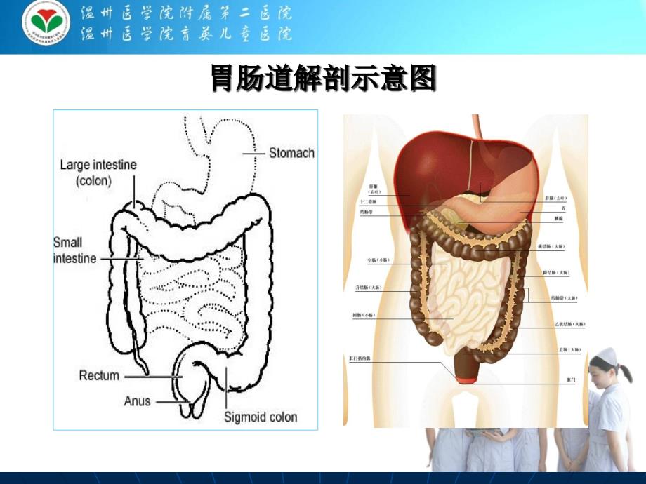 《医学影像学》课件：第六章：消化系统（食管胃肠道）_第3页