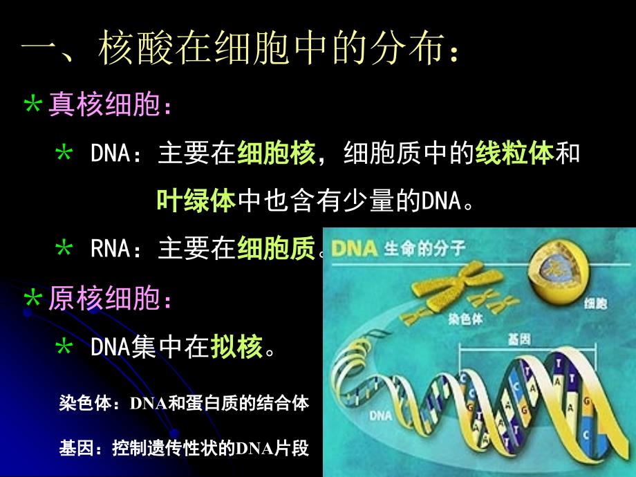 2.3遗传信息的携带者—核酸课件林映玉_第4页