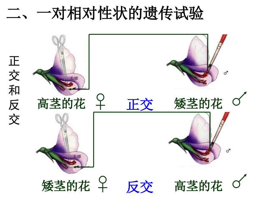 一轮复习课件基因的分离定律_第3页