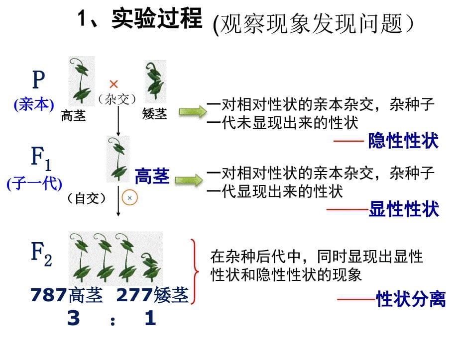 一轮复习课件基因的分离定律_第5页