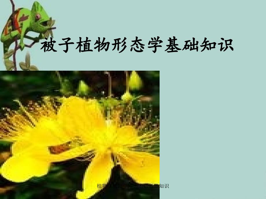 植物学植物学形态术语基础知识_第1页