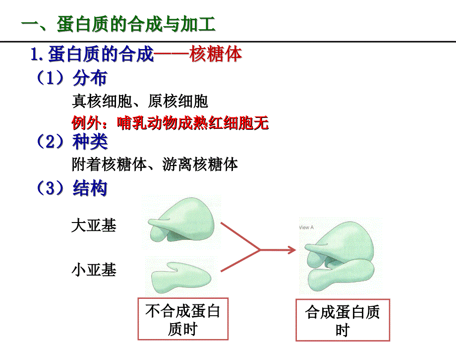 蛋白质的合成加工和运输_第2页