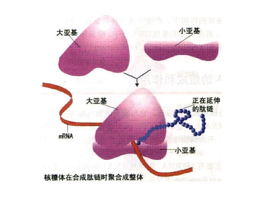 蛋白质的合成加工和运输_第3页