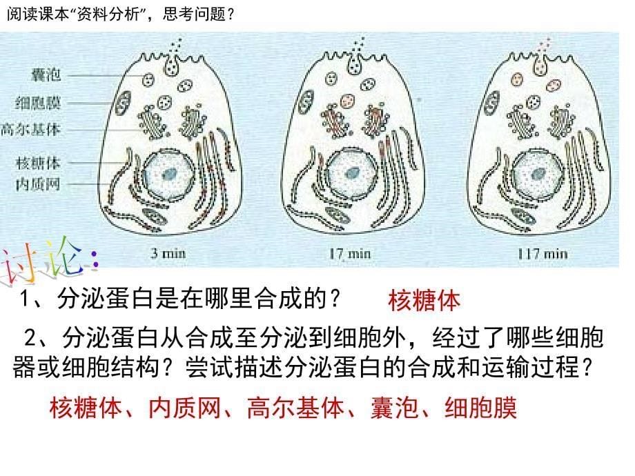 蛋白质的合成加工和运输_第5页