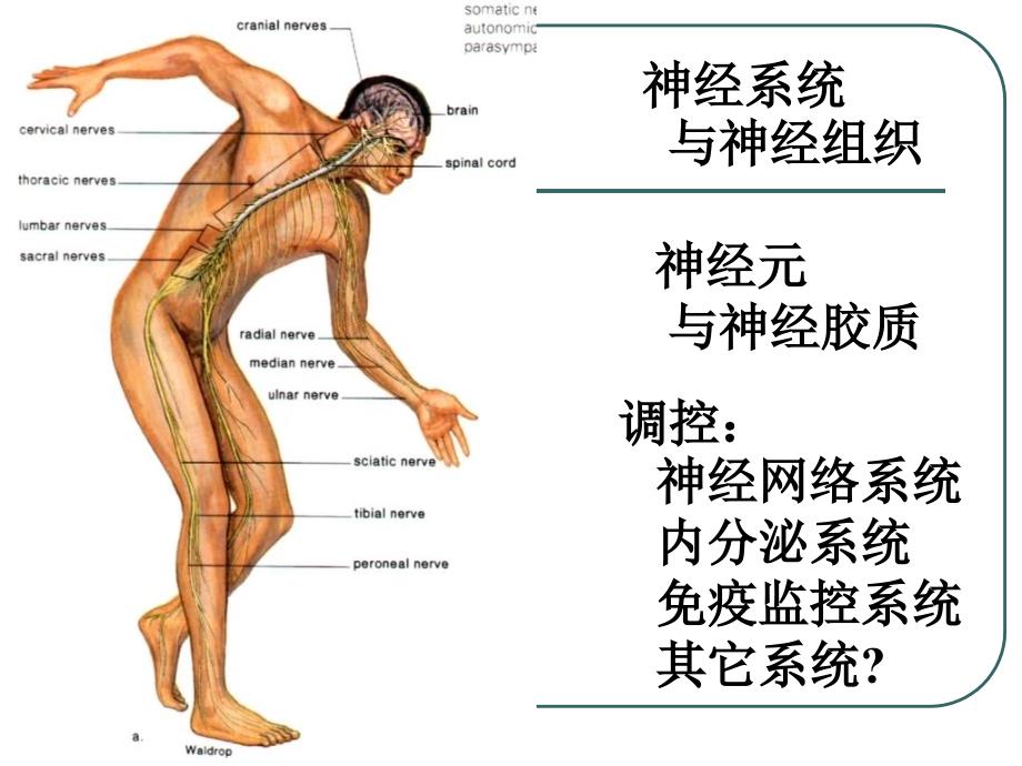 本科神经组织_第2页