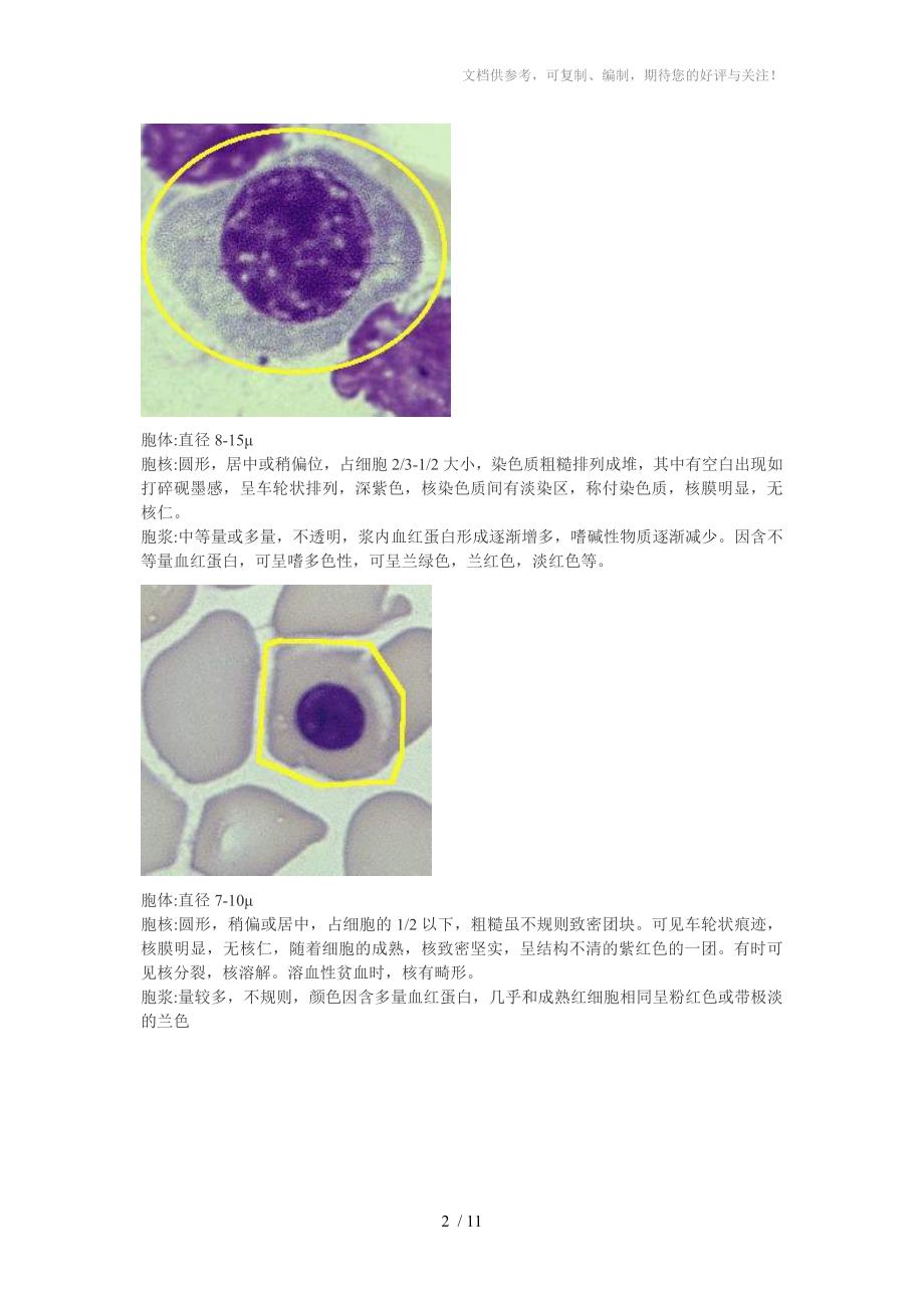 原始细胞形态特征_第2页