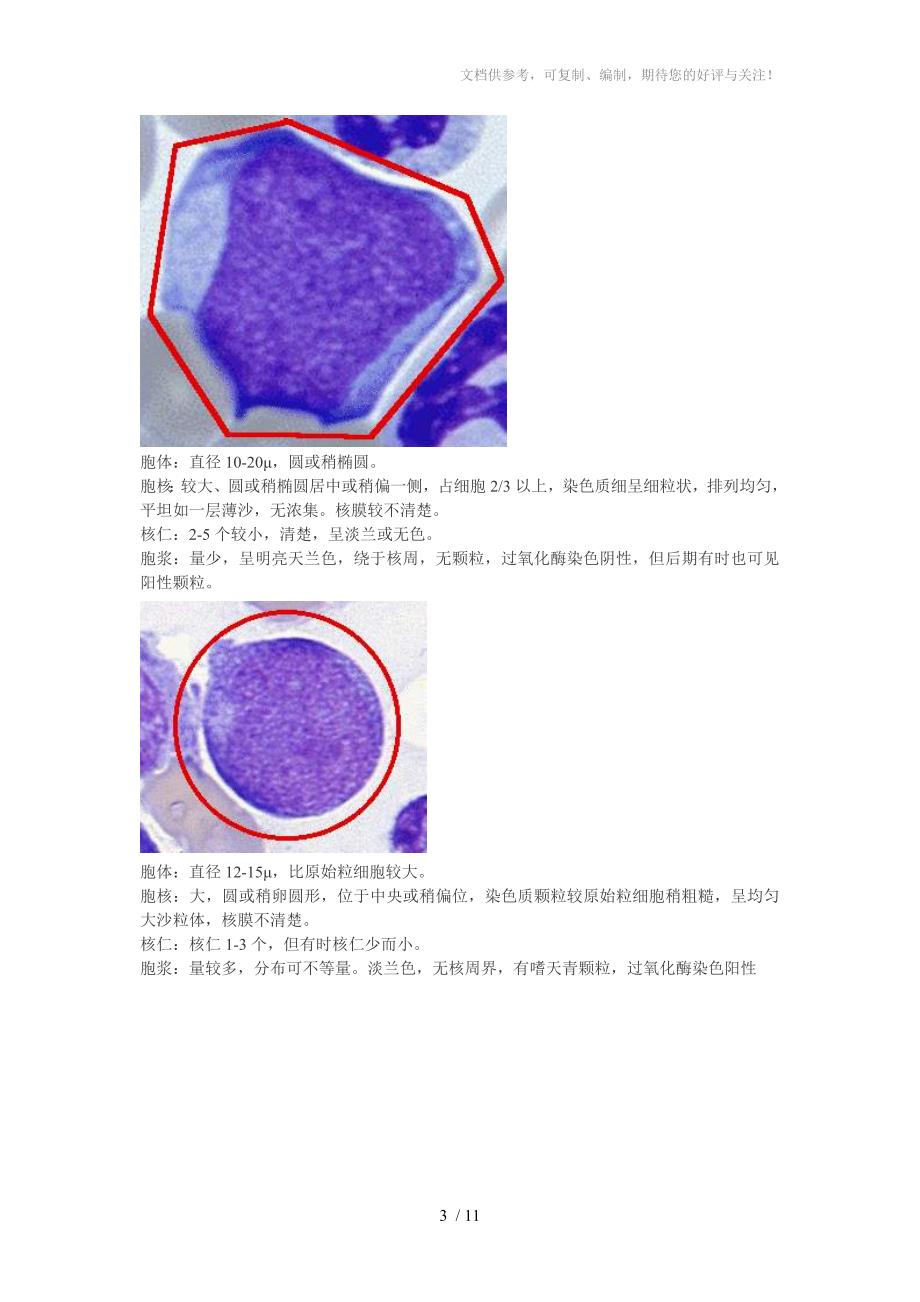 原始细胞形态特征_第3页