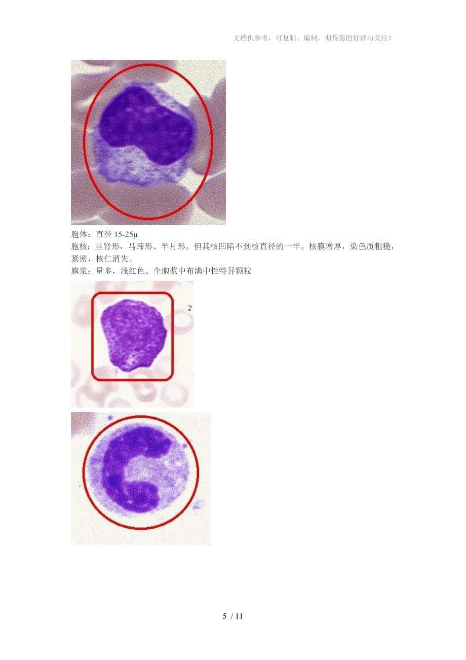 原始细胞形态特征_第5页