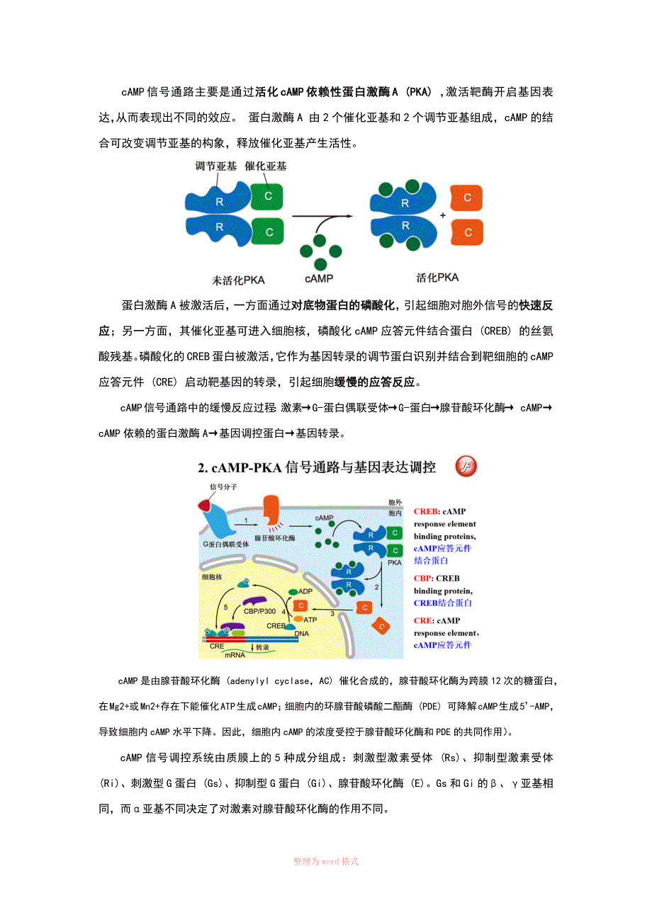 细胞生物学简答题整理_第2页