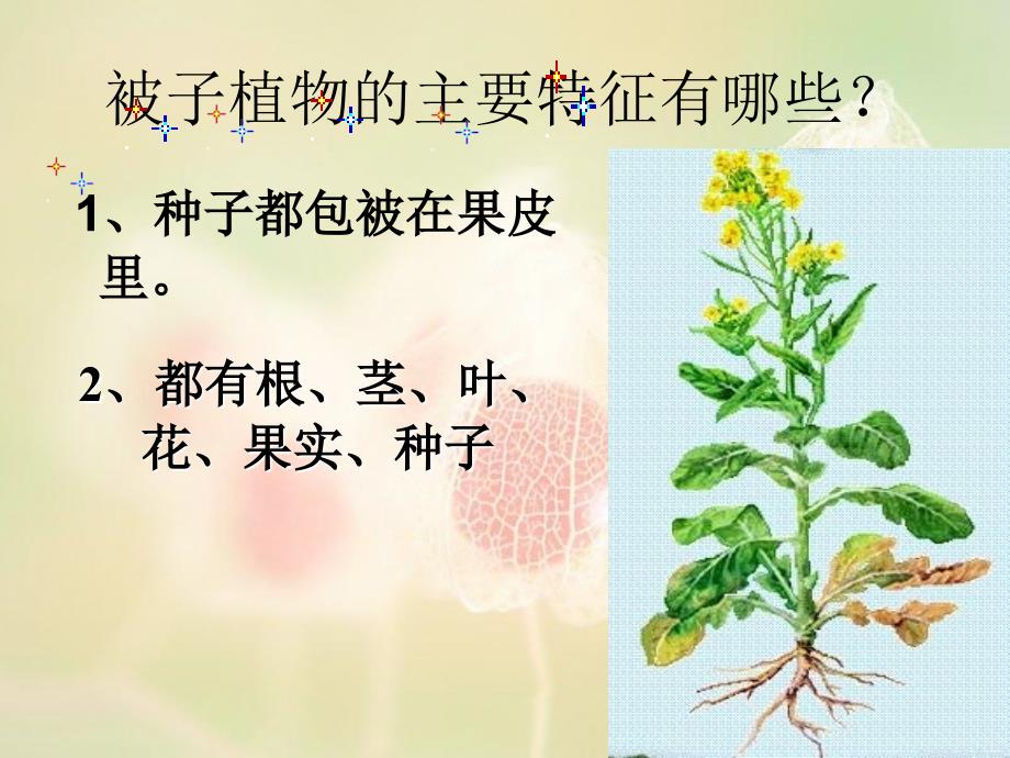 没有种子的植物_第1页