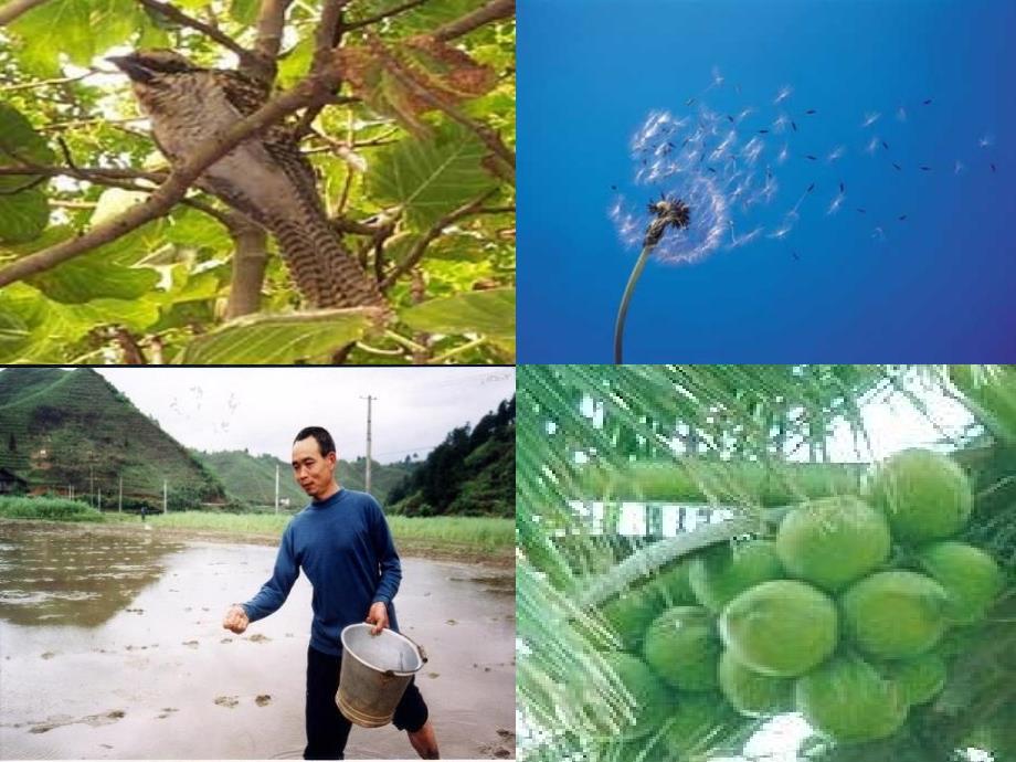 没有种子的植物_第3页