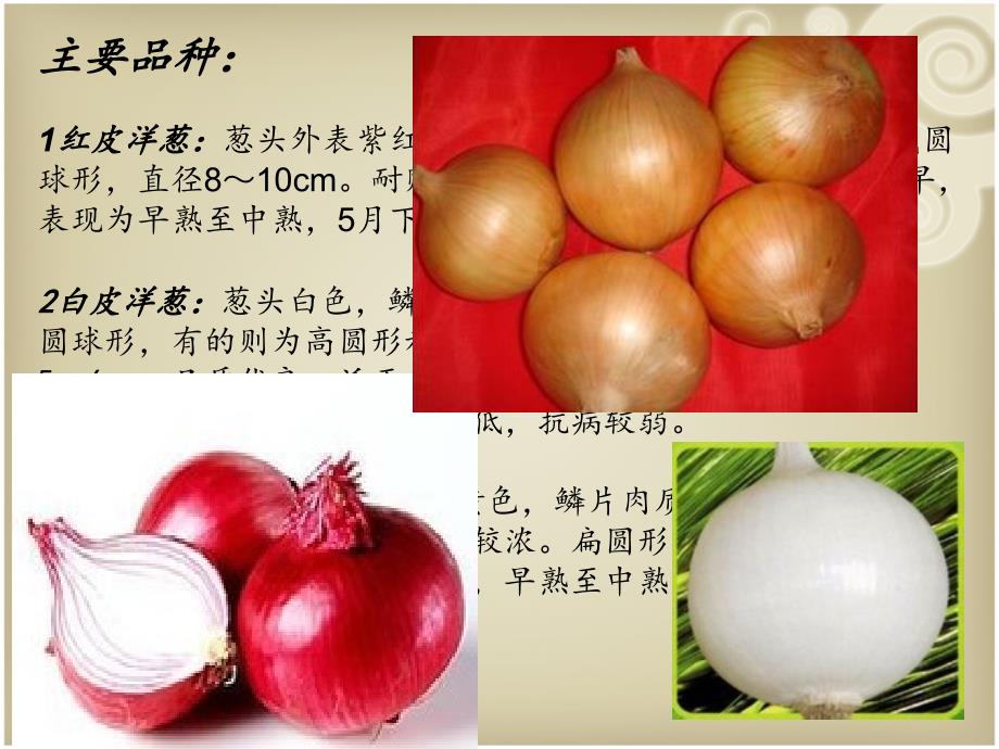 洋葱栽培管理技术PPT课件_第4页