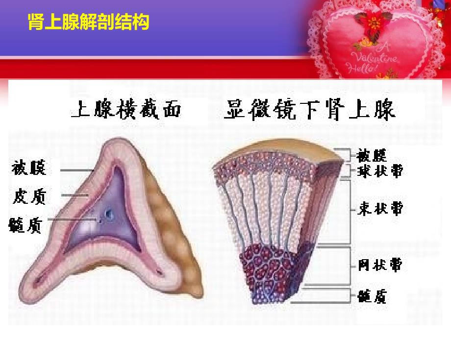 嗜络细胞瘤围手术期管理ppt课件_第4页