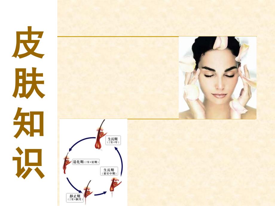 皮知识PPT课件_第1页