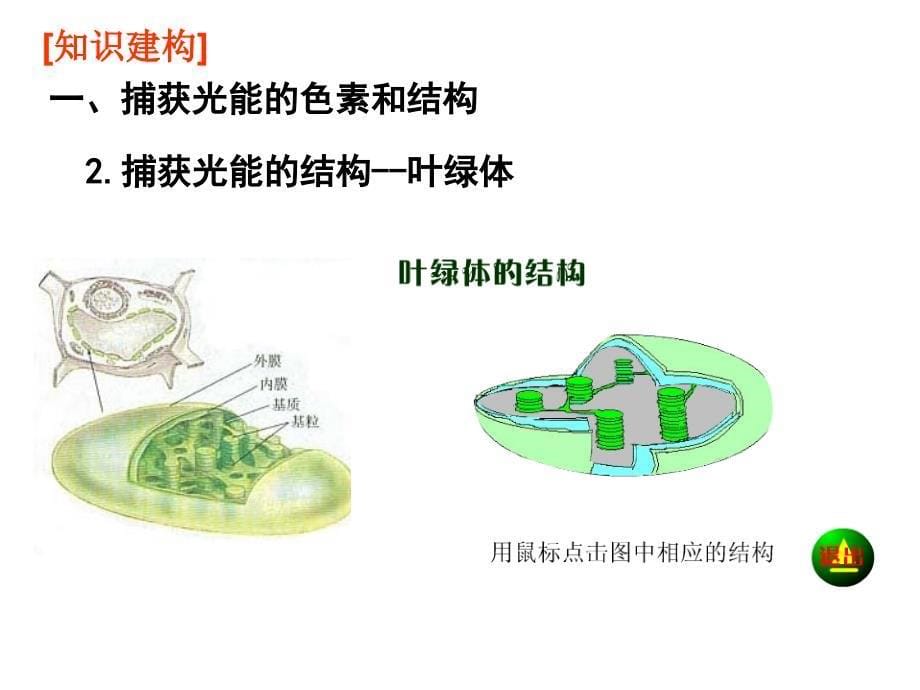 总复习：能量之源──光与光合作用_第5页