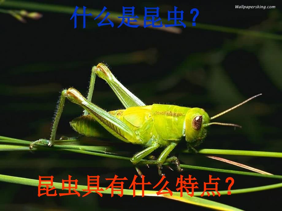 昆虫世界与人类社会_第1页