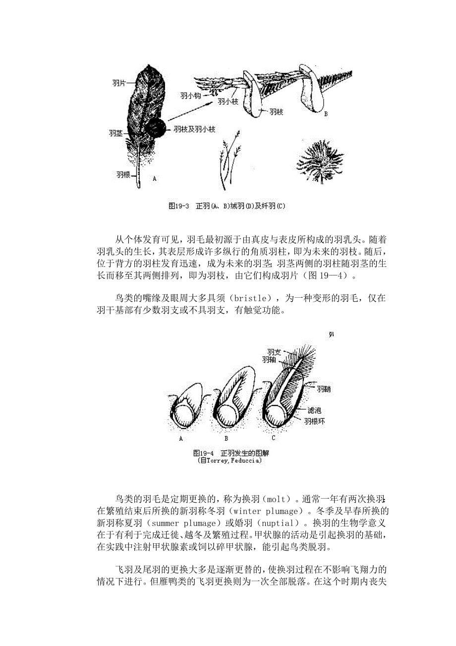 第一节鸟纲的主要特征_第5页