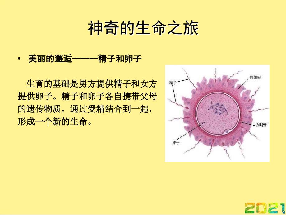 孕期保健注意事项完整课件_第3页