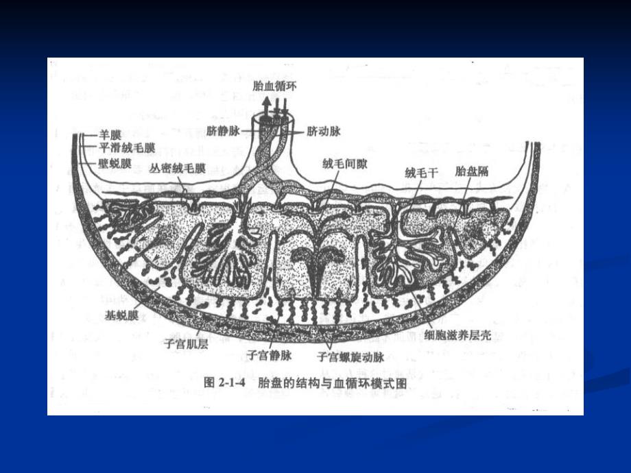 07.胎儿窘迫早产妊娠相关综合征_第4页