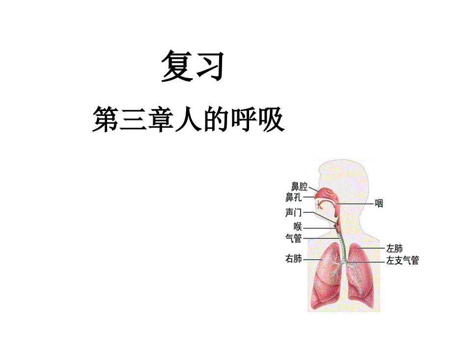 第三章人的呼吸_第1页