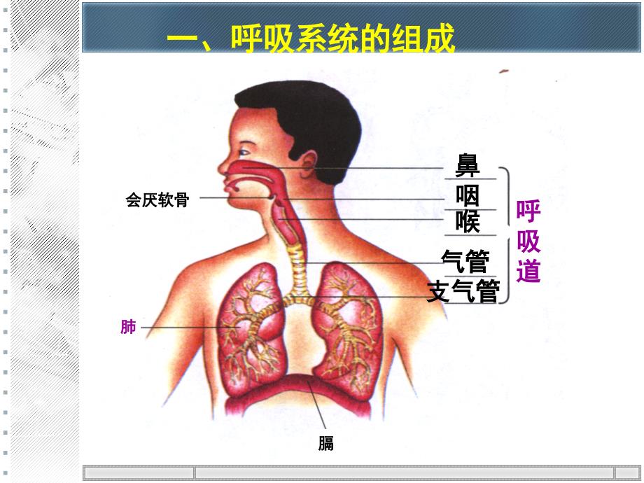 第三章人的呼吸_第2页