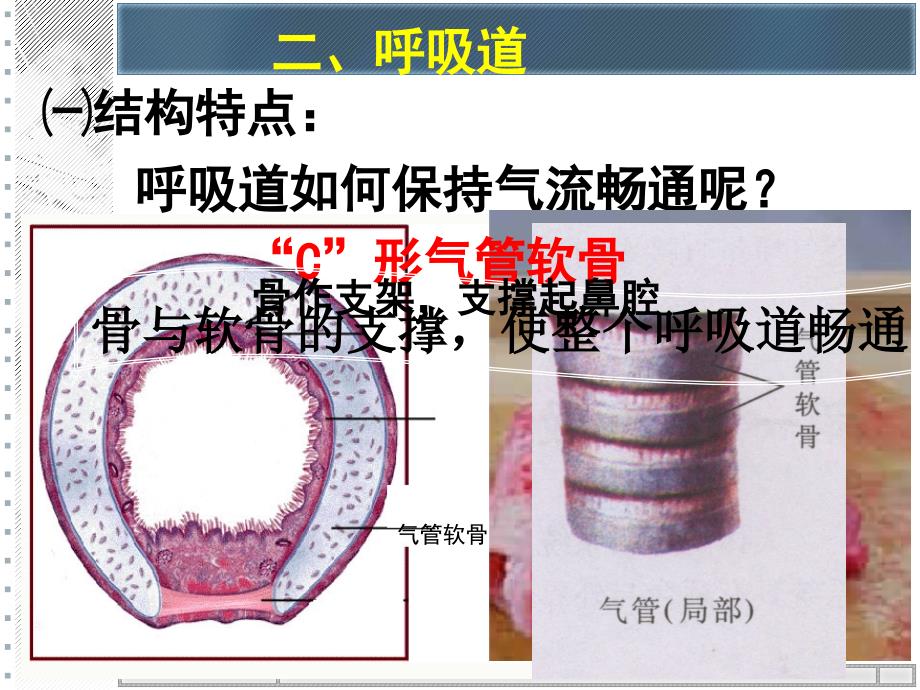 第三章人的呼吸_第4页